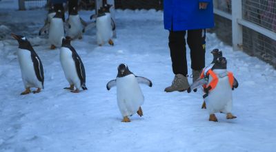 哈尔滨极地公园里的企鹅