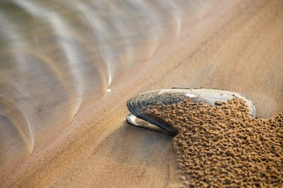 风吹江畔空壳蛤蜊淤泥沙