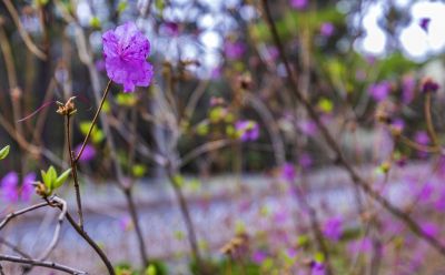 黑龙江植物园的春天