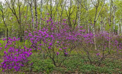 黑龙江植物园的春天