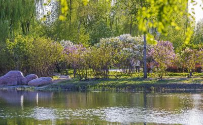 丁香公园的春天