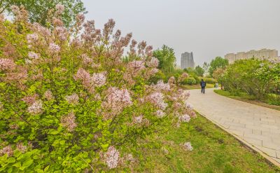 丁香公园