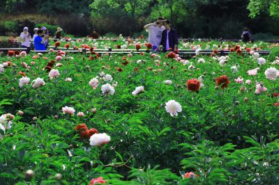 黑龙江省森林植物园花儿美