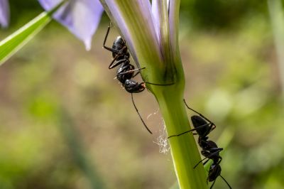 花枝上的蚂蚁(一）