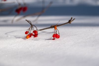 雪地上的红果果