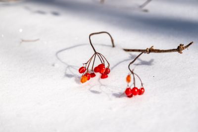 雪地上的红果果