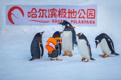极地公园企鹅秀
