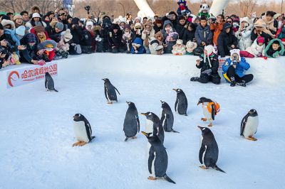 极地公园企鹅秀