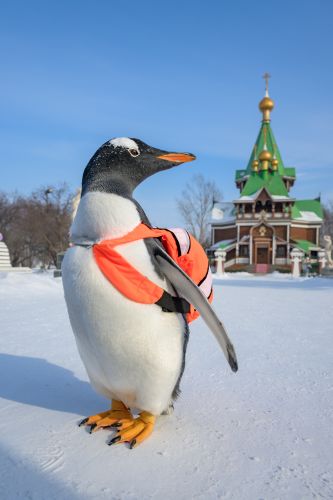 逃学企鹅在伏尔加庄园