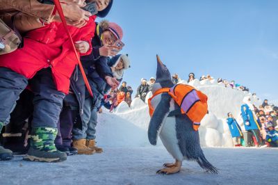 淘学企鹅到雪博会
