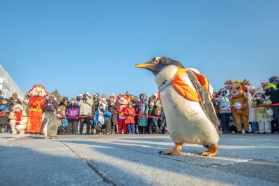 淘学企鹅到雪博会