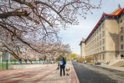 哈工程大学杏花长廊春花竞芬芳