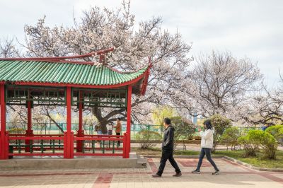 哈工程大学杏花长廊春花竞芬芳