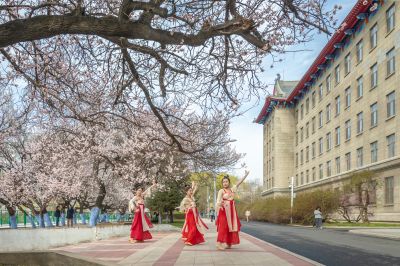 哈工程大学杏花长廊春花竞芬芳