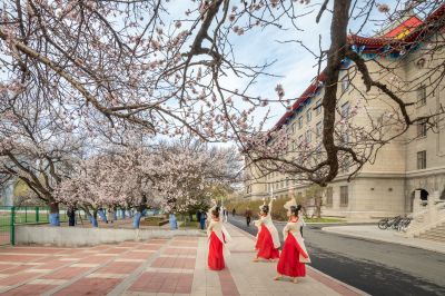 哈工程大学杏花长廊春花竞芬芳