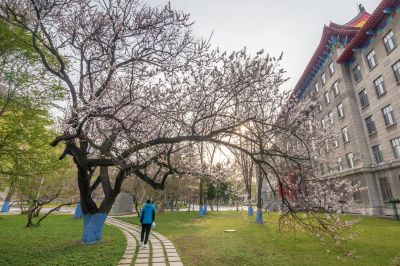 哈工程大学杏花长廊春花竞芬芳2