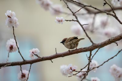 哈工程大学杏花长廊春花竞芬芳2