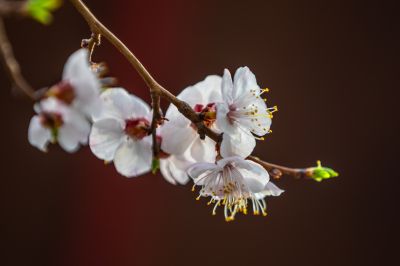 哈工程大学杏花长廊春花竞芬芳2