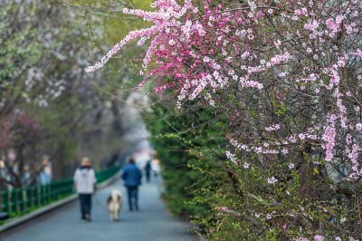 尔滨城区路畔春花绽放