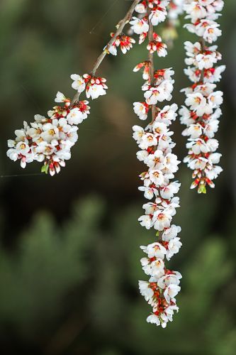 尔滨城区路畔春花绽放