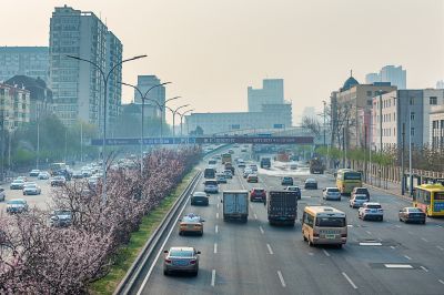 尔滨城区路畔春花绽放