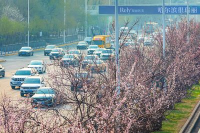 尔滨城区路畔春花绽放