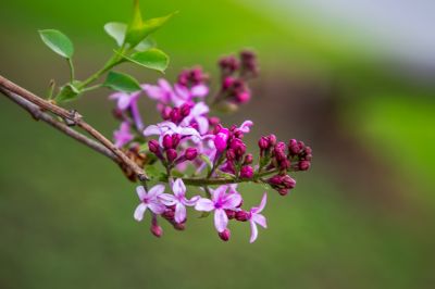 尔滨城区路畔春花绽放