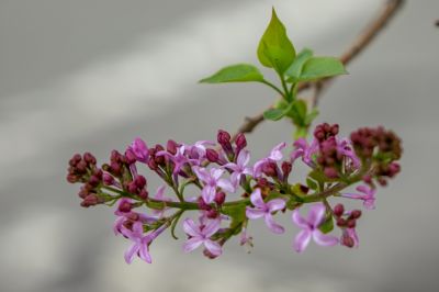 尔滨城区路畔春花绽放