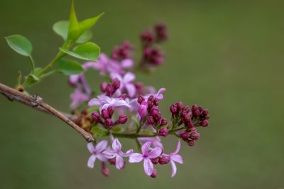 尔滨城区路畔春花绽放