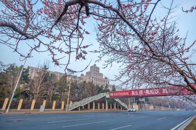 尔滨城区路畔春花绽放