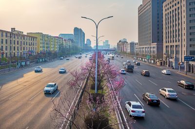 尔滨城区路畔春花绽放