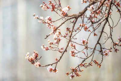 尔滨城区路畔春花绽放1