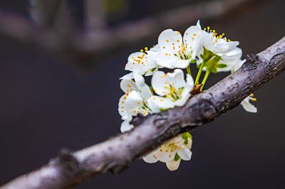 尔滨城区路畔春花绽放1