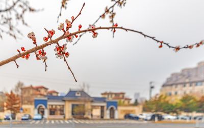 群力春色 春花初开