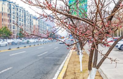 群力春色 春花初开