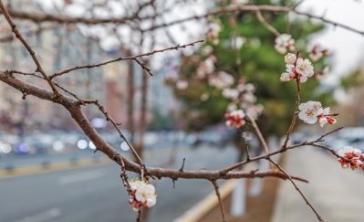 群力春色 春花初开