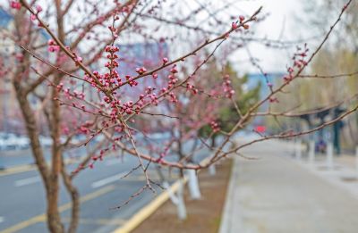 群力春色 春花初开