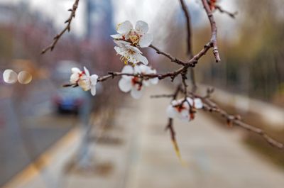 群力春色 春花初开