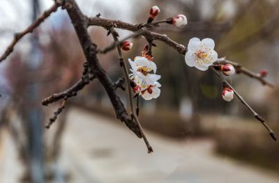 群力春色 春花初开