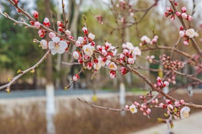 群力春色 春花初开