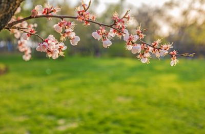 太阳岛的春天 花季