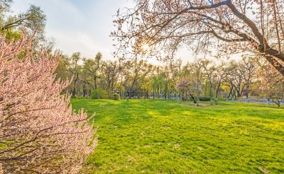 太阳岛的春天 花季