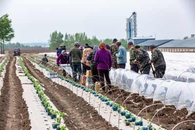 哈尔滨阿城春种时节