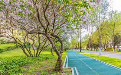 江畔公路大桥丁香花 