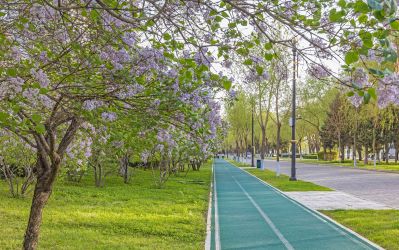 江畔公路大桥丁香花 