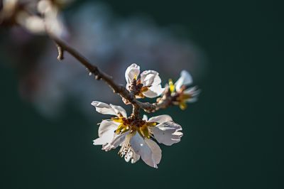 索菲亚广场春花开