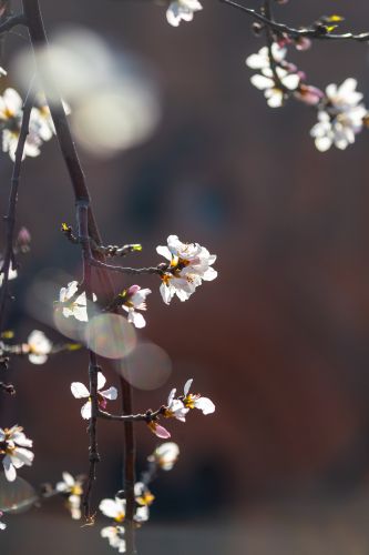 索菲亚广场春花开