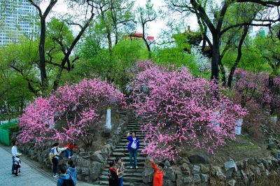 春季风光榆叶梅