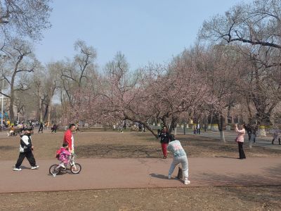 哈尔滨儿童公园春季山杏花开