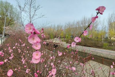 马家沟河畔榆叶梅（小桃红）